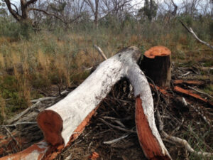 Crackdown swings at illegal wood choppers