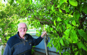 Bees creating a buzz