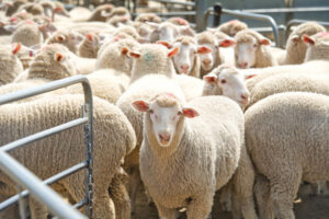 Mallee stock prices get healthy boost
