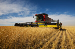 Wheat falling number may improve after storage