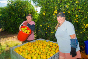 Grey nomads help cover Sunraysia grower’s picker shortage