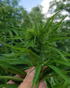 Could hemp be the Mallee’s perfect crop?