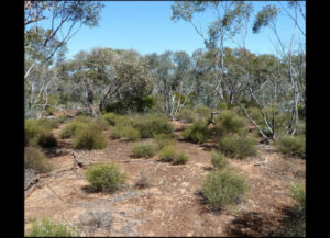 Warning on native plant removal after men fined