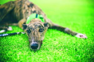 The cutest couch potato