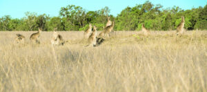 Wentworth farmer considers billing NSW Government over kangaroos