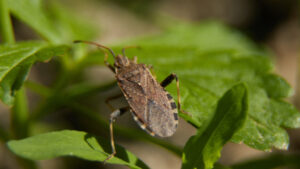 Be on the lookout for invasive bug