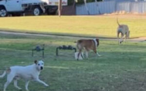Cat killed, kelpie shaken by dog attacks in Dareton