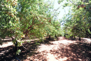 Piangil orchard acquired