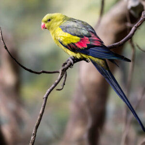 Royal species saved by Sunraysia vineyard