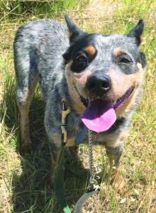 ‘Choose dogs with care’