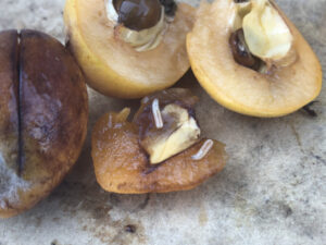 Sunraysia fruit fly body sounds warning on devastation