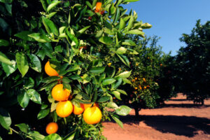 Pick work carefully: Harvest time brings out scams