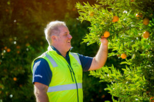 Sunraysia citrus crop will be sweetest ever
