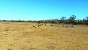 Blazing sun a risk for livestock health