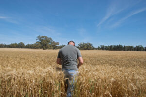 Mallee grain prospects looking up