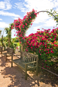 Sunraysia’s best gardens: It’s coming up roses