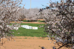 Victoria remains varroa mite-free