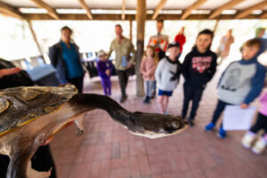Turtles quick to steal children’s attention