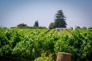 Water rules leave growers ‘dying a slow death’