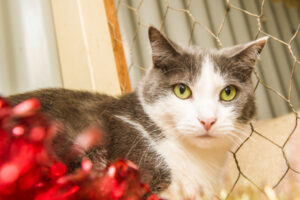 The 12 strays of Christmas