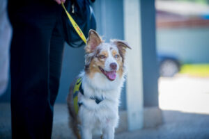 Road trip for dogs of war veterans