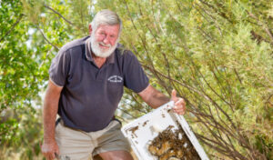 Bee crisis raises fears for Sunraysia almond season