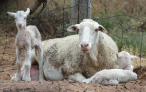 Ouyen sheep sale stays strong