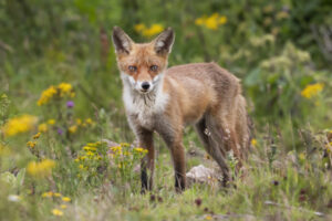 Mallee fox and feral dog bounty collections return