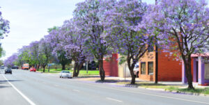 Sunraysia jacarandas wait for warm, still days