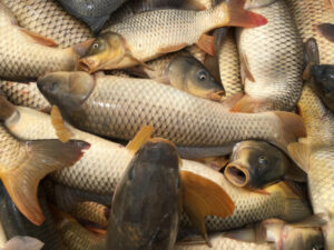 Carp die as Lake Hattah dries down, says government