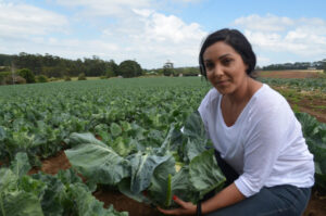 Harvest workers could be down 80 per cent, says VFF