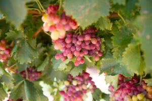 $1m fine for grape exporter