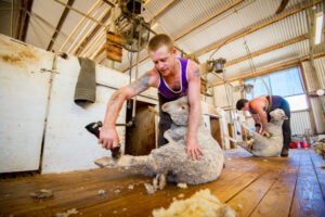 Shear frustration for graziers