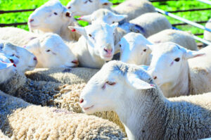 Victoria at forefront of getting to know ewe