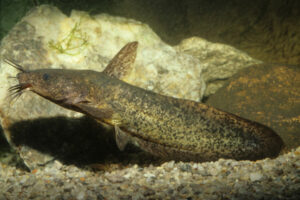 Murray Darling Basin’s endangered catfish get council’s help