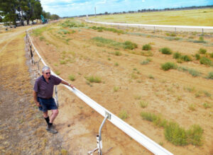 Race against time as Wentworth show organisers watch the grass grow