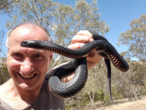 Snake avoidance dog training to be offered in Mildura