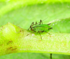 New aphid takes a liking to legumes
