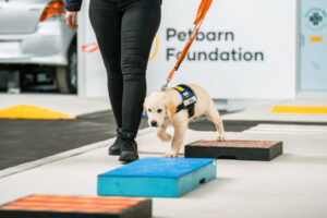 Pet store raising money for vision impaired