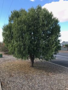 Plant of the week