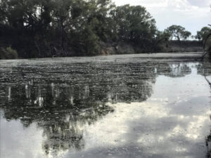 Menindee fish kills: Darling River may never recover, expert warns