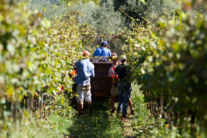 Cash to support need for harvest workers