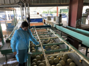 Farming: Sunraysia joins in rockmelon project