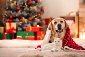 Christmas can be a dangerous time for pets