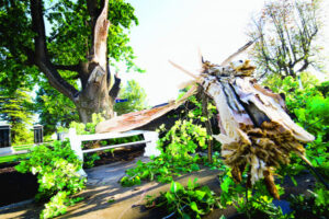 Four trees face axe
