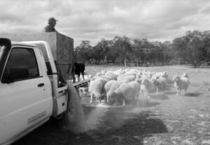 Government app allows stock feed comparison