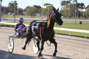 Moving the trots would be ‘a bad joke’, says reinsman