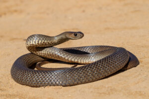 Jeans save Merbein woman from snake’s venom