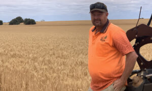 Fine margin as drought starts to have impact in Mallee