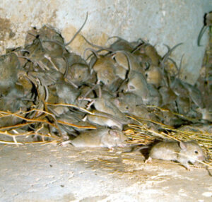 Winds, rain raise Mallee mouse alert